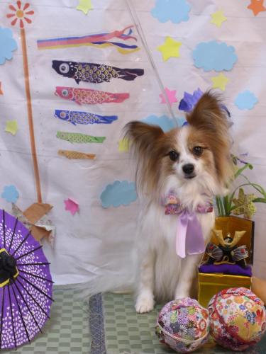 20240519ボタンちゃん